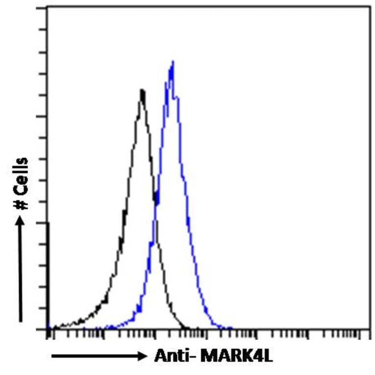 Flow Cytometry - Anti-MARK4 Antibody (A82518) - Antibodies.com