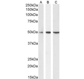 Western Blot - Anti-SEPT6 Antibody (A82519) - Antibodies.com