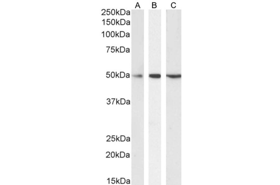Western Blot - Anti-SEPT6 Antibody (A82519) - Antibodies.com