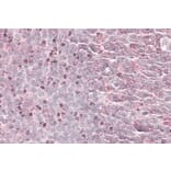 Immunohistochemistry - Anti-SEPT6 Antibody (A82519) - Antibodies.com