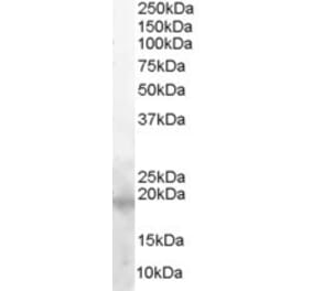 Western Blot - Anti-Survivin Antibody (A82521) - Antibodies.com