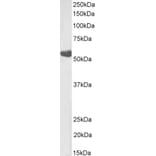 Western Blot - Anti-TBXA2R Antibody (A82523) - Antibodies.com