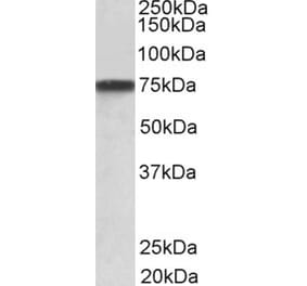 Western Blot - Anti-Progranulin Antibody (A82530) - Antibodies.com