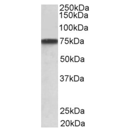 Western Blot - Anti-Progranulin Antibody (A82530) - Antibodies.com