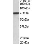 Western Blot - Anti-Progranulin Antibody (A82530) - Antibodies.com