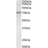 Western Blot - Anti-p63 Antibody (A82534) - Antibodies.com