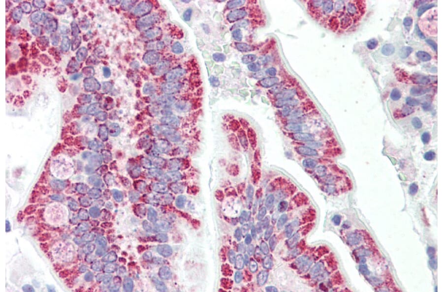Immunohistochemistry - Anti-SON Antibody (A82535) - Antibodies.com