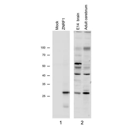 Western Blot - Anti-ZNRF1 Antibody (A82537) - Antibodies.com