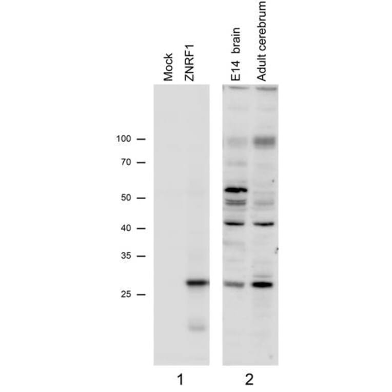 Western Blot - Anti-ZNRF1 Antibody (A82537) - Antibodies.com