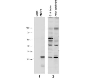 Western Blot - Anti-ZNRF1 Antibody (A82537)