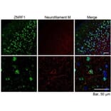 Immunohistochemistry - Anti-ZNRF1 Antibody (A82537) - Antibodies.com