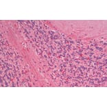 Immunohistochemistry - Anti-ZNRF1 Antibody (A82537) - Antibodies.com