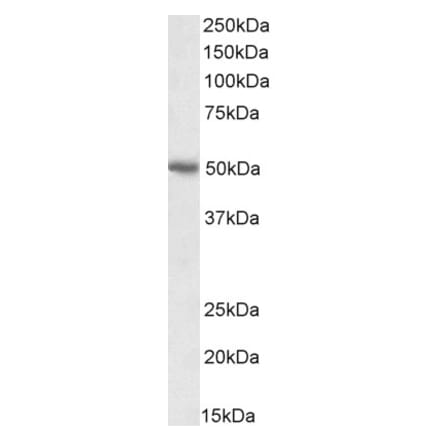 Western Blot - Anti-PD-L1 Antibody (A82538) - Antibodies.com