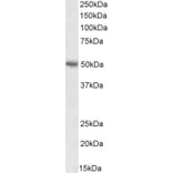 Western Blot - Anti-PD-L1 Antibody (A82538) - Antibodies.com