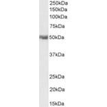 Western Blot - Anti-PD-L1 Antibody (A82538) - Antibodies.com