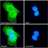 Immunofluorescence - Anti-PD-L1 Antibody (A82538) - Antibodies.com