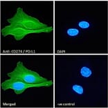 Immunofluorescence - Anti-PD-L1 Antibody (A82538) - Antibodies.com