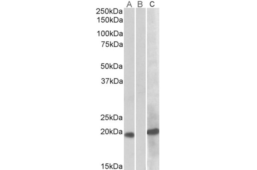 Western Blot - Anti-HOXA1 Antibody (A82540) - Antibodies.com