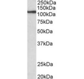 Western Blot - Anti-TPO Antibody (A82544) - Antibodies.com