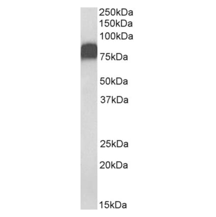 Western Blot - Anti-CD44 Antibody (A82545) - Antibodies.com