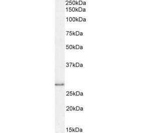 Western Blot - Anti-MyD88 Antibody (A82548) - Antibodies.com