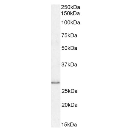 Western Blot - Anti-MyD88 Antibody (A82548) - Antibodies.com