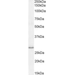 Western Blot - Anti-MyD88 Antibody (A82548) - Antibodies.com