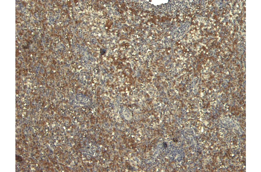 Immunohistochemistry - Anti-MyD88 Antibody (A82548) - Antibodies.com