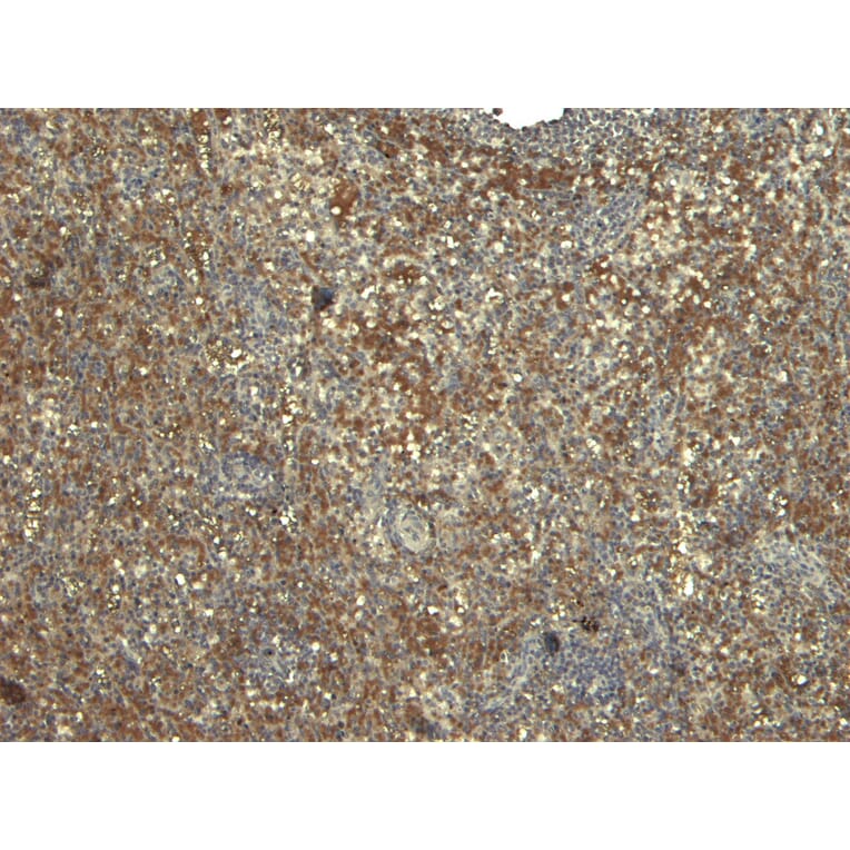 Immunohistochemistry - Anti-MyD88 Antibody (A82548) - Antibodies.com