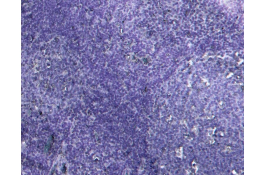 Immunohistochemistry - Anti-MyD88 Antibody (A82548) - Antibodies.com