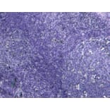 Immunohistochemistry - Anti-MyD88 Antibody (A82548) - Antibodies.com