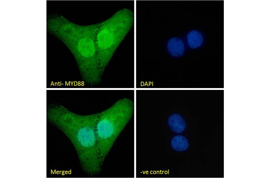 Immunofluorescence - Anti-MyD88 Antibody (A82548) - Antibodies.com