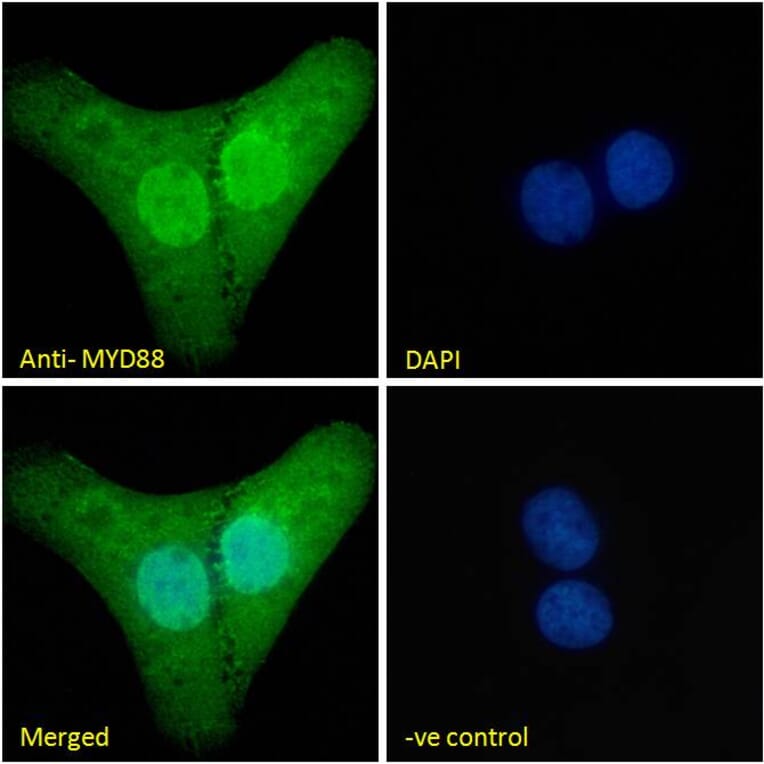 Immunofluorescence - Anti-MyD88 Antibody (A82548) - Antibodies.com