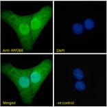 Immunofluorescence - Anti-MyD88 Antibody (A82548) - Antibodies.com