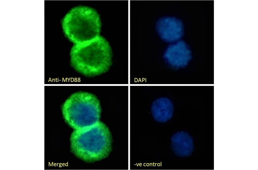 Immunofluorescence - Anti-MyD88 Antibody (A82548) - Antibodies.com