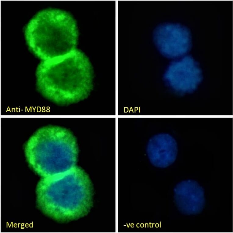 Immunofluorescence - Anti-MyD88 Antibody (A82548) - Antibodies.com