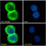 Immunofluorescence - Anti-MyD88 Antibody (A82548) - Antibodies.com