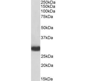 Western Blot - Anti-MYD88 Antibody (A82549) - Antibodies.com