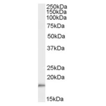 Western Blot - Anti-COX IV Antibody (A82550) - Antibodies.com