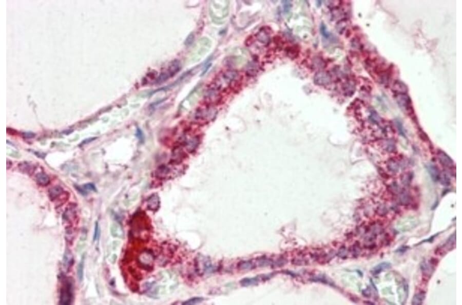 Immunohistochemistry - Anti-COX IV Antibody (A82550) - Antibodies.com