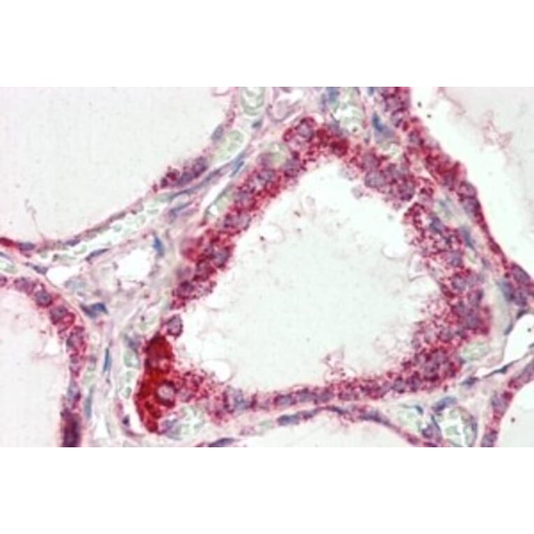 Immunohistochemistry - Anti-COX IV Antibody (A82550) - Antibodies.com