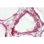 Immunohistochemistry - Anti-COX IV Antibody (A82550) - Antibodies.com