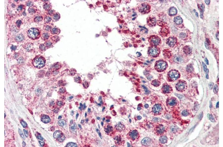Immunohistochemistry - Anti-COX IV Antibody (A82550) - Antibodies.com