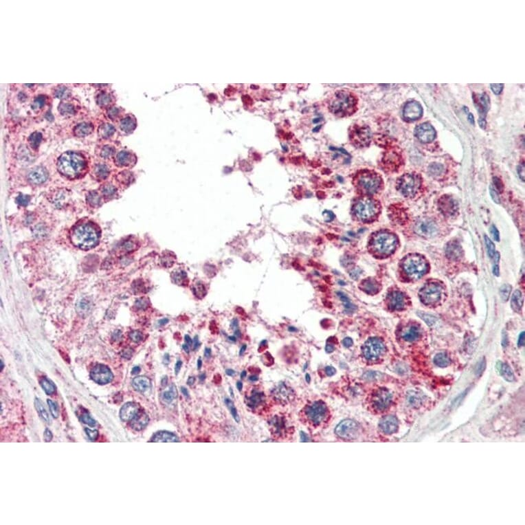 Immunohistochemistry - Anti-COX IV Antibody (A82550) - Antibodies.com