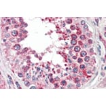 Immunohistochemistry - Anti-COX IV Antibody (A82550) - Antibodies.com