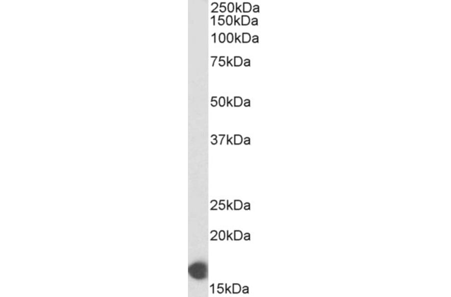 Western Blot - Anti-COX IV Antibody (Biotin) (A82551) - Antibodies.com