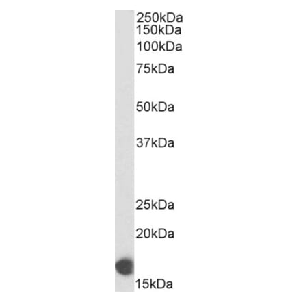 Western Blot - Anti-COX IV Antibody (Biotin) (A82551) - Antibodies.com