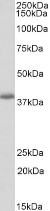 Anti-PDLIM2 Antibody (A82552) (0.3µg/ml) staining of Mouse Lung lysate (35µg protein in RIPA buffer). Primary incubation was 1 hour. Detected by chemiluminescence.