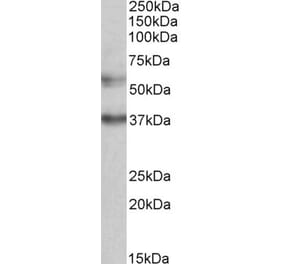 Western Blot - Anti-MICU1 Antibody (A82553) - Antibodies.com