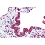 Immunohistochemistry - Anti-MICU1 Antibody (A82553) - Antibodies.com